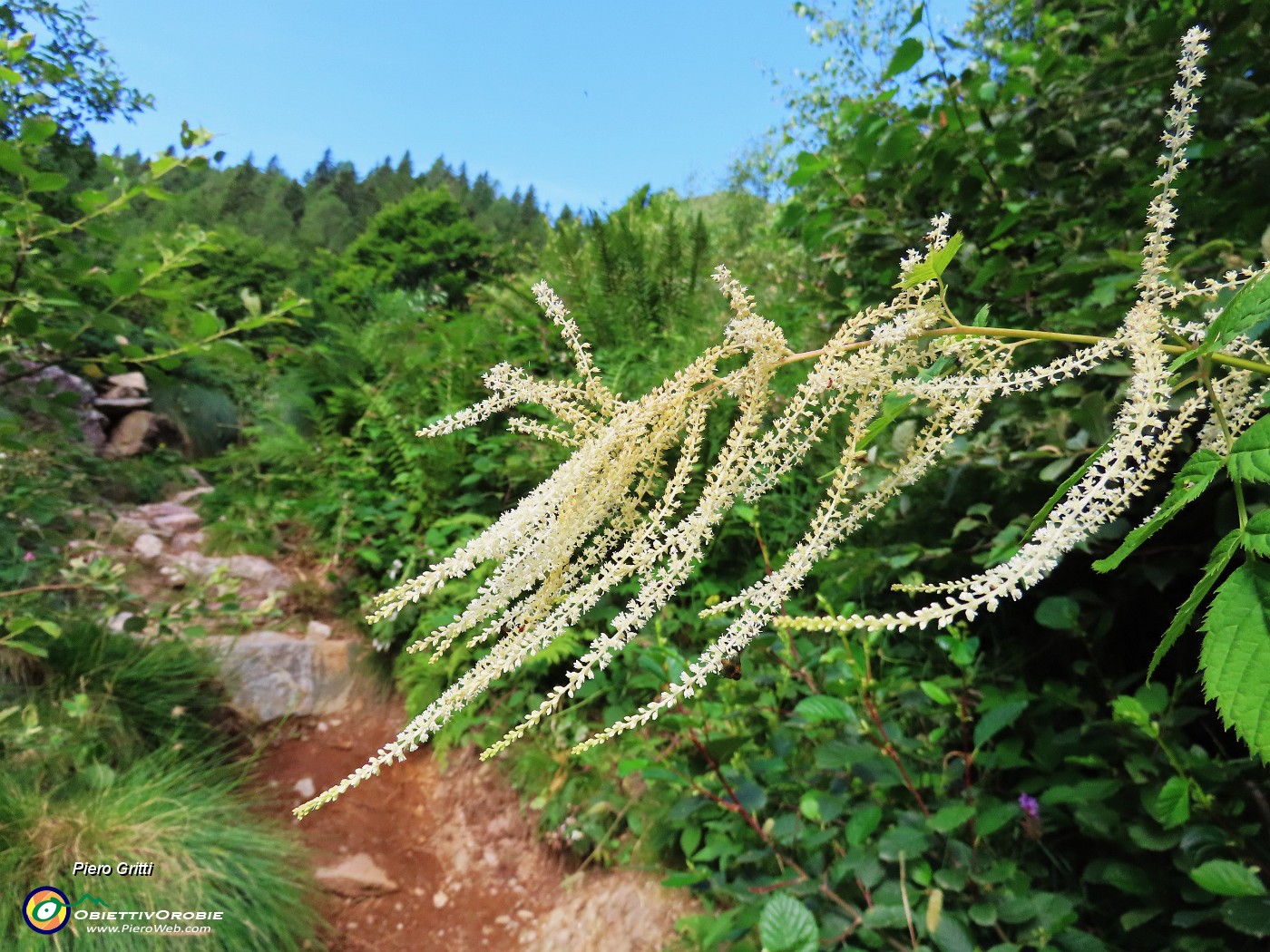 10 Aruncus dioicus (Barba di capra).JPG